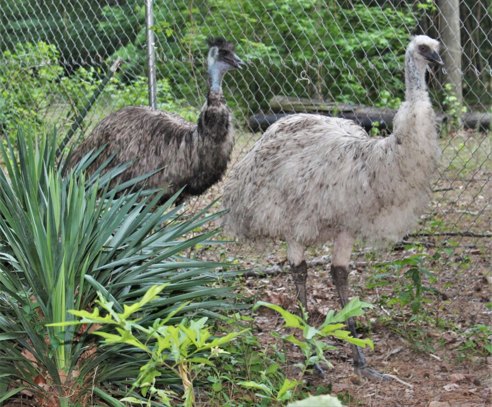 Emus for Sale